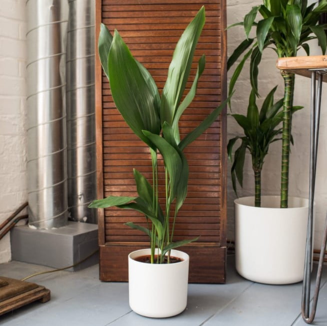 indoor plant trends 2023 indoor plant trends 2023