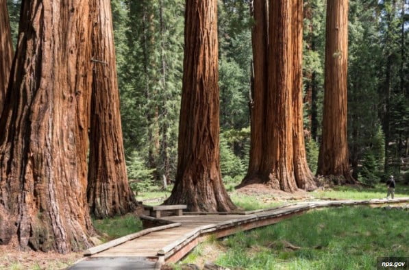 largest tree in the world largest tree in the world
