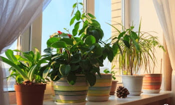 14 Pictures of Indoor Ornamental Plants With Names