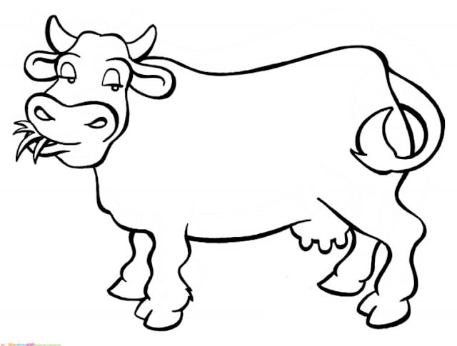 cow pictures for kids