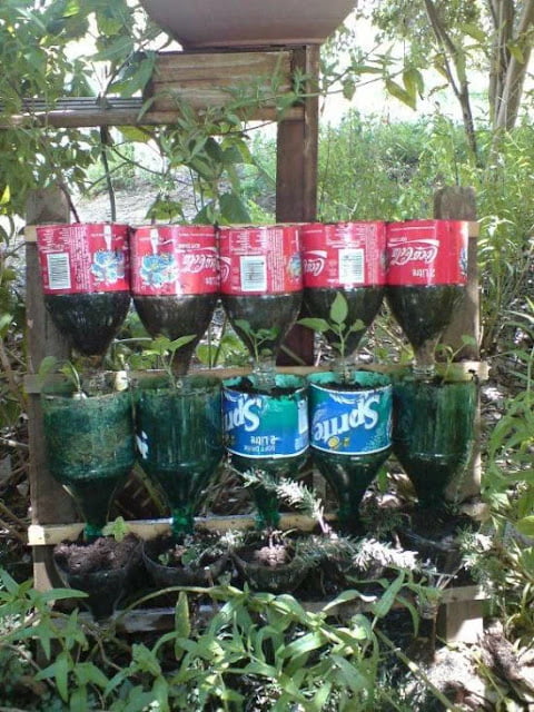 classic bottled herb garden