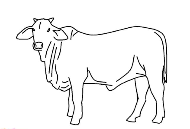 cow pictures for kids