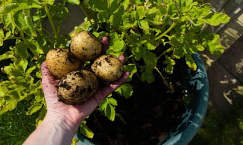 How to grow potatoes in a container in easy steps
