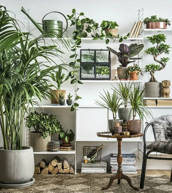 living room decor ideas with plants