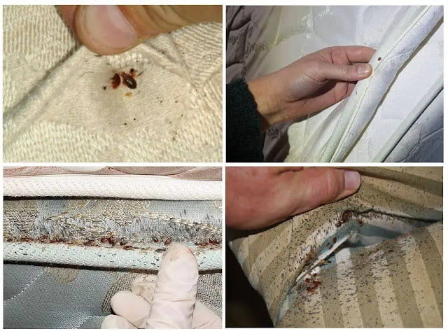 how do you get bed bugs in your bed