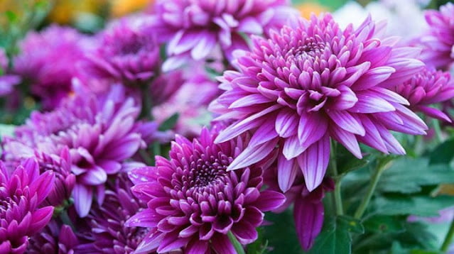 best air purifying plants