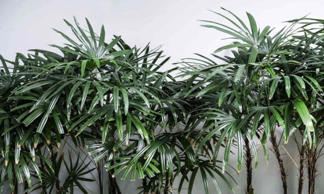 odor absorbing plants odor absorbing plants