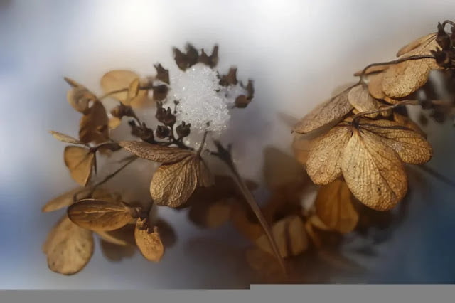 Wooden House Decoration Ideas: Dried Flowers