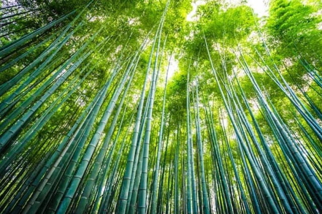 a glimpse of the bamboo plant