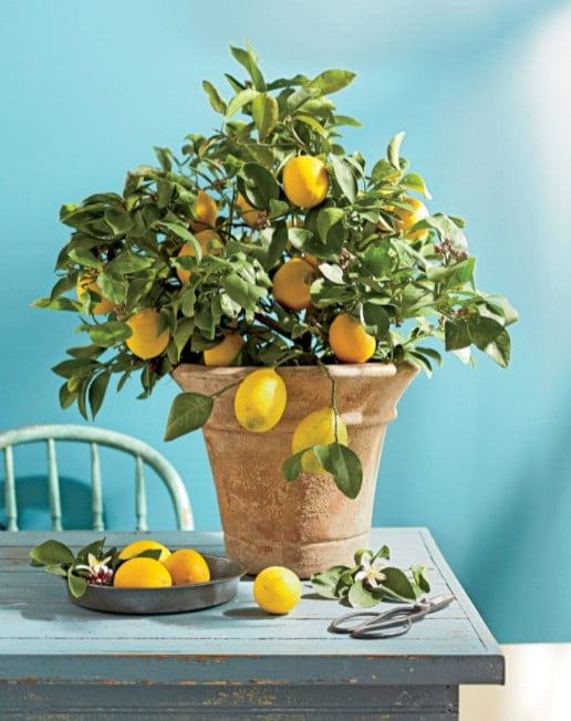 indoor plant trends 2023 indoor plant trends 2023