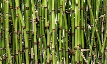 Water Bamboo Plants: Characteristics, Types and How to Care for Them