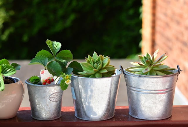 how to grow strawberries from seeds