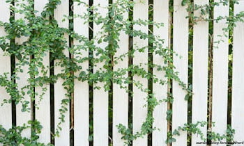 10 Pictures of Home Fence Plants That Are Ready to Beautify Your Home