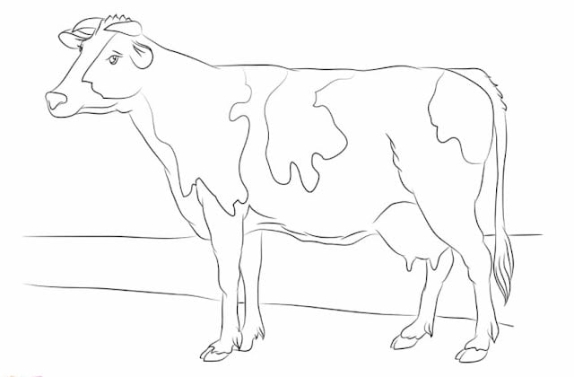cow pictures for kids