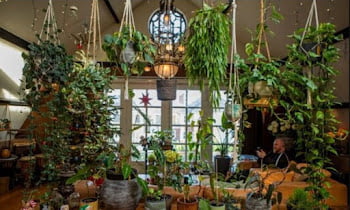 8 Types of Anti-pollution Plants to Protect the Air Around the House
