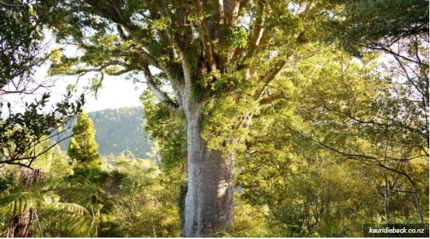 largest tree in the world largest tree in the world