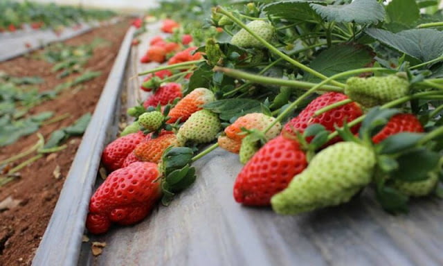 how to grow strawberries from seeds