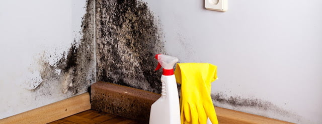 how to get rid of mold on concrete block walls