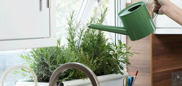Indoor Ornamental Plants