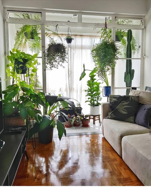 living room decor ideas with plants