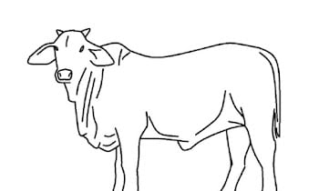 18 Latest Cow Coloring Pictures for Kids