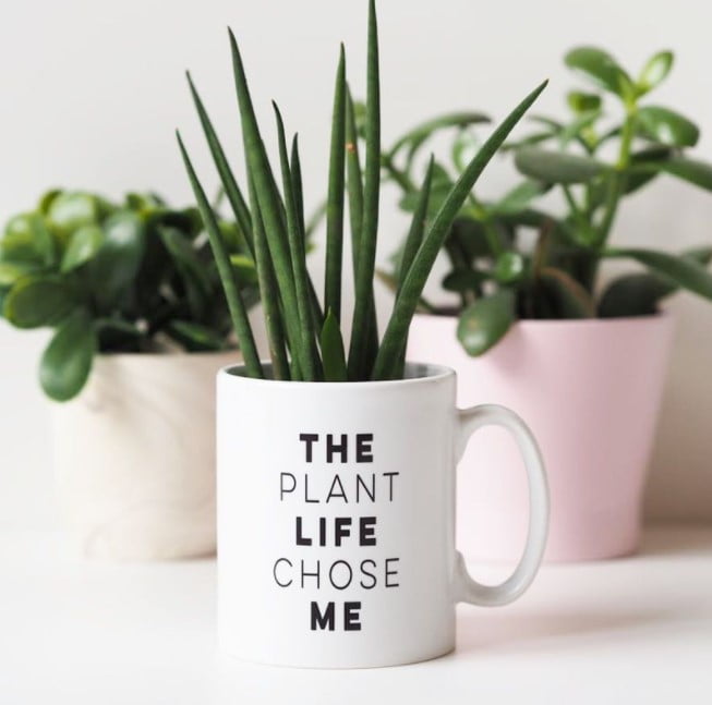 decorative pots for indoor plants