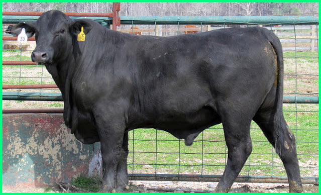 best beef cattle to raise for profit