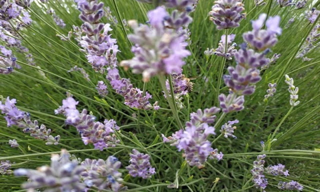 odor absorbing plants odor absorbing plants
