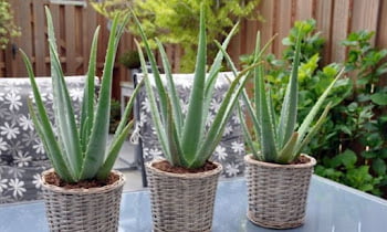 11 Easy Plants To Take Care Of Indoors