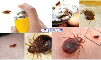 How to get bed bugs off your body