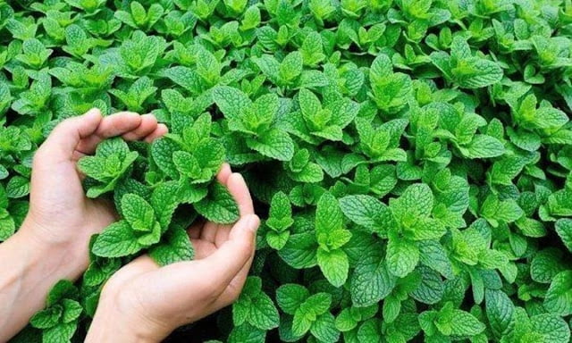 odor absorbing plants odor absorbing plants