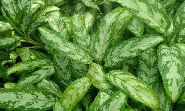 odor absorbing plants odor absorbing plants