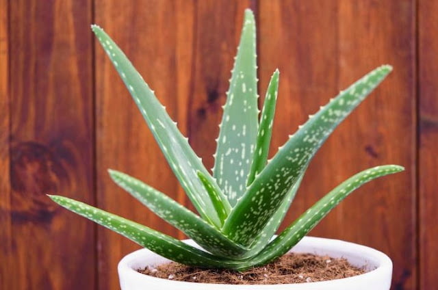 best air purifying plants