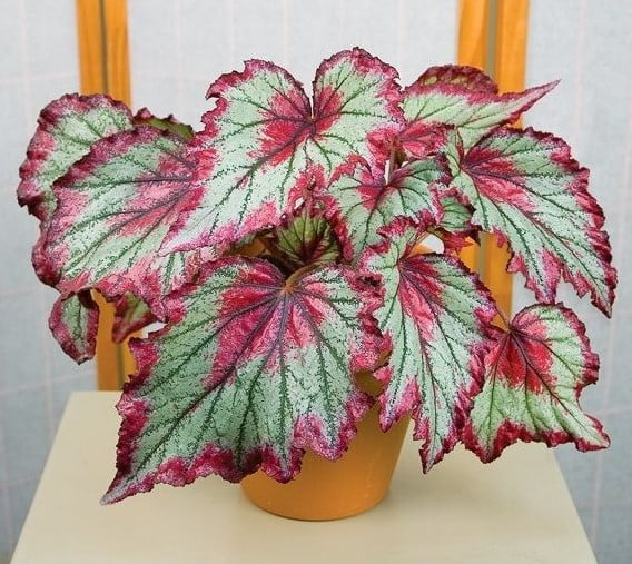 indoor plant trends 2023 indoor plant trends 2023