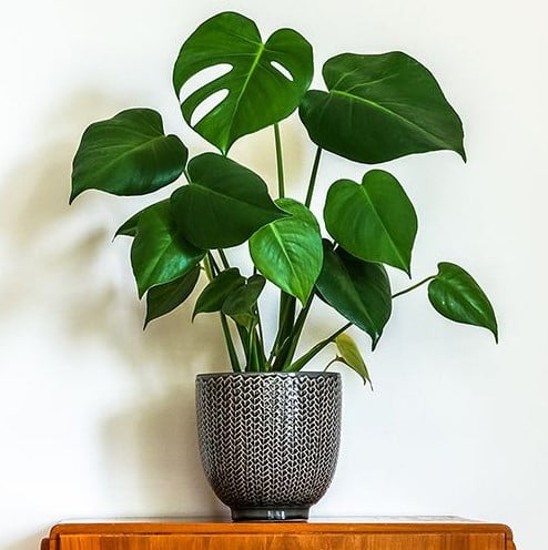 indoor plant trends 2023 indoor plant trends 2023