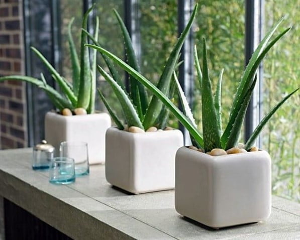 indoor plant trends 2023 indoor plant trends 2023
