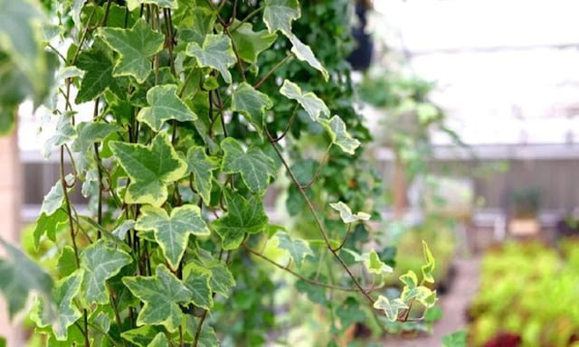 odor absorbing plants odor absorbing plants