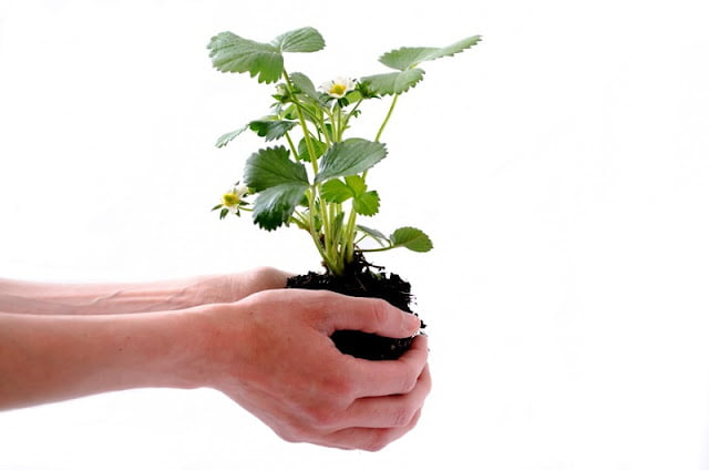 how to grow strawberries from seeds