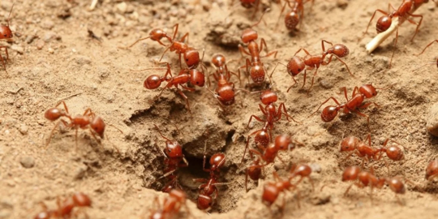 10 ways to get rid of red ants so they don't come home again, guaranteed to be effective moms