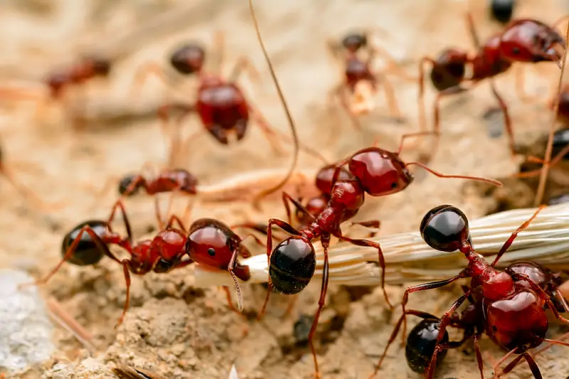 how to get rid of ants so they don't come again