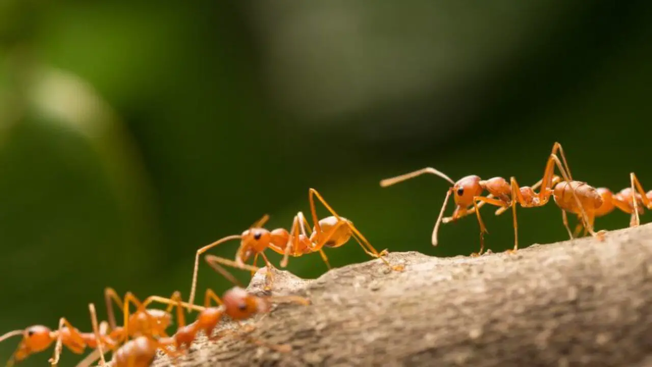 how-to-get-rid-of-red-ants